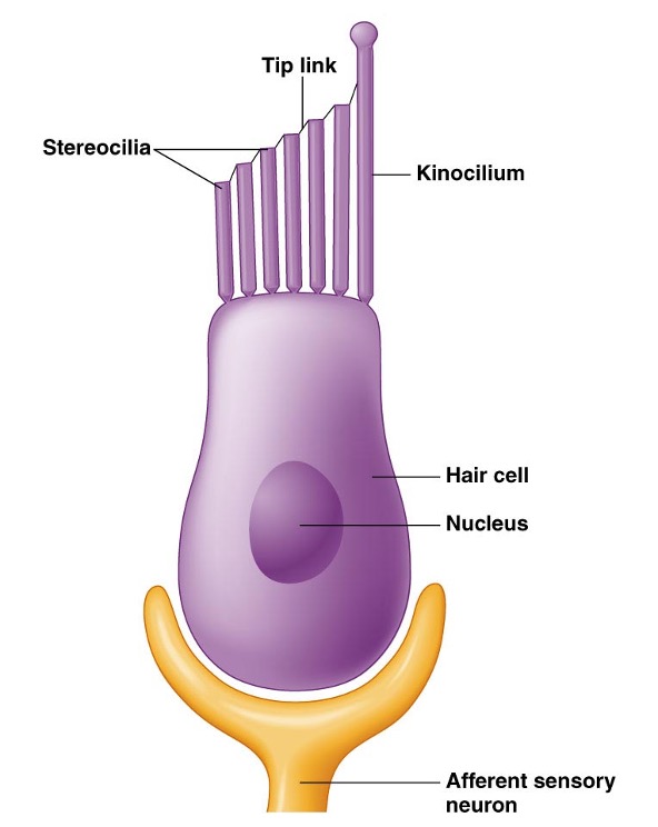 <p>two key structures of hair cells</p>