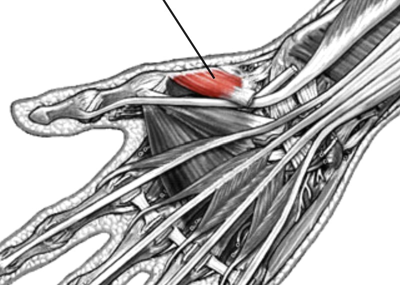 <p>Which muscle of the fingers is:</p><ul><li><p>Located on first metacarpal, deep to abductor pollicis</p></li><li><p>Action:  thumb opposition</p></li><li><p>Nerve: medial</p></li></ul><p></p>