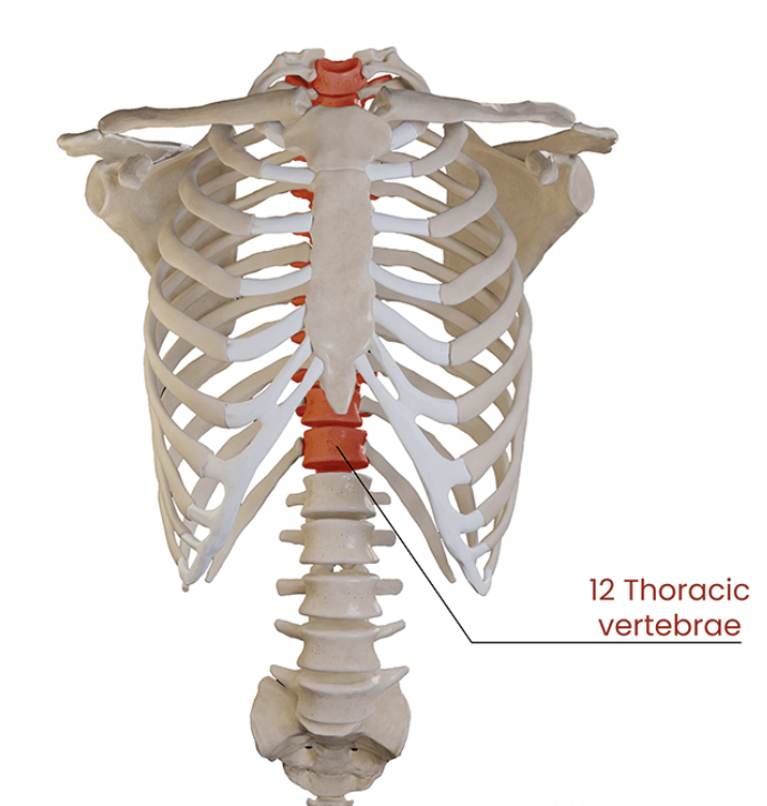 <ul><li><p>thoracic vertebrae POSTERIORLY</p></li><li><p>ribs LATERALLY</p></li><li><p>sternum and costal cartilage ANTERIORLY</p></li></ul>