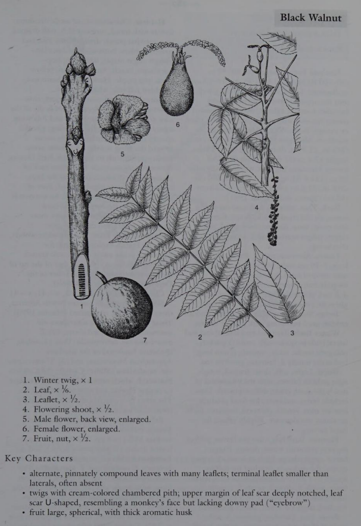 <p>Family: Juglandaceae</p><p>Physiognomy: Nt Tree</p><p>Common Name: Black Walnut</p><p>Leaf: pinnately compound, 13-23 leaflets, lanceolate rather than ovate. </p>