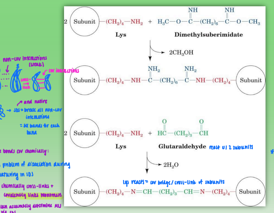 <ul><li><p>start w/ 2 subunits of quat prot &amp; dimethylsuberimidate or glutaraldehyde</p></li><li><p><strong>Lys on subunits reacts &amp; creates cov bridge / cross-link between subunits/monomers</strong></p></li><li><p>allows quat prot to undergo SDS or native so can properly determine molecular weight of proteins</p><ul><li><p>SDS denatures and breaks down non-cov bonds that normally hold quat struct tg</p></li><li><p>get multiple bands (one per secondary struc)</p></li></ul></li><li><p>limitations: concentration important</p><ul><li><p>too much = cross linking of other dimers = create new, unwanted tetramers</p></li></ul></li></ul><p></p>