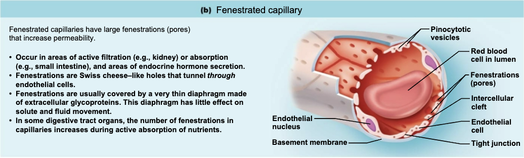 <ul><li><p><span style="color: blue;"><strong>LOCATION</strong></span></p><ul><li><p>Found in areas involved in active filtration (<span style="color: purple;"><strong><mark data-color="purple" style="background-color: purple; color: inherit;">kidneys</mark></strong></span>), absorption (<span style="color: purple;"><strong><mark data-color="purple" style="background-color: purple; color: inherit;">intestines</mark></strong></span>), or secretion (<span style="color: purple;"><strong><mark data-color="purple" style="background-color: purple; color: inherit;">endocrine hormone</mark>)</strong></span></p></li></ul></li></ul><p></p>