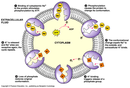 1.  Three sodium ions bind with the protein pump inside the cell. 

2.  The pump protein is phosphorylated by ATP and changes shape. 

3.  By changing shape, the three sodium ions are released out of the cell. 

4.  At that point, two potassium ions from outside the cell bind to the protein pump.

5. The inorganic phosphate (which came from the ATP) is released from the pump, restoring the original shape of the protein.

6.  The potassium ions are then released into the cell, and the process repeats. 