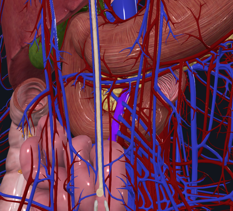 <p>What is highlighted in purple</p>