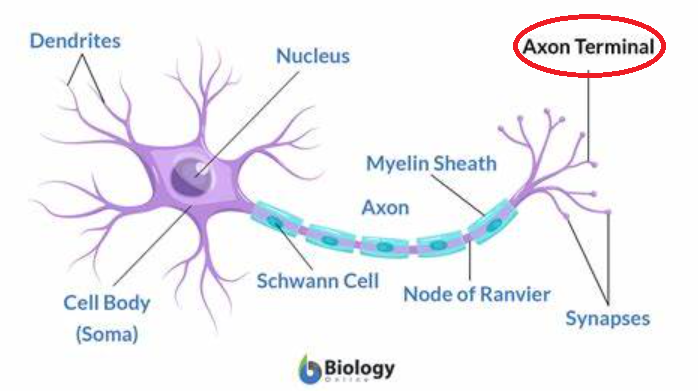 <p>end of neuron; releases NT into synapse</p>