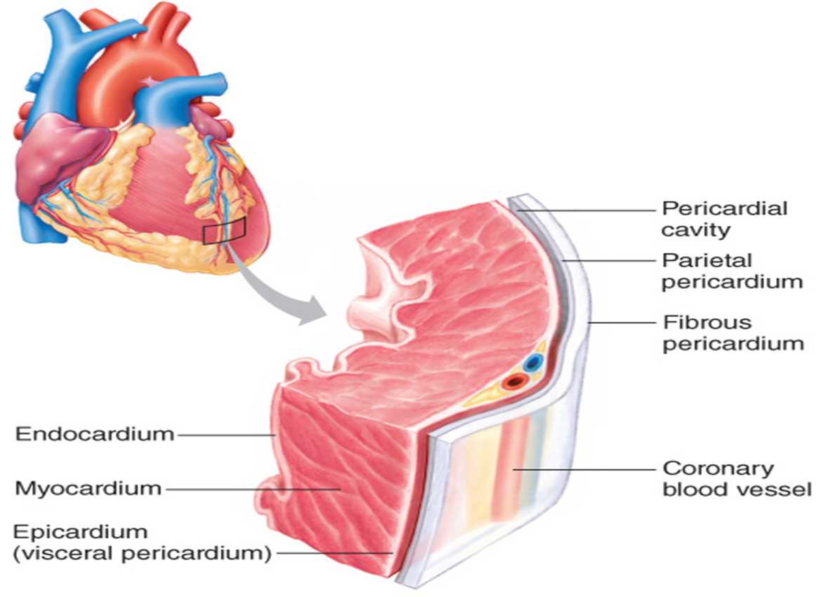 <ul><li><p>The entire membrane around the heart</p></li><li><p>covers the heart and the large blood vessels attached to it.</p></li></ul><p></p><p>2 layers </p><ul><li><p>consists of an outer fibrous layer </p><ul><li><p>called the parietal pericardium</p></li></ul></li><li><p>an innermost layer </p><ul><li><p>called the visceral pericardium </p><ul><li><p>which lies directly on top of the heart.</p></li></ul></li></ul></li></ul><p></p><p>Together, the visceral and parietal pericardia (plural) form the pericardial sac. </p><ul><li><p>A very small amount of serous (watery) fluid is found with the sac and acts to reduce friction between the two membranes.</p></li></ul><p></p>