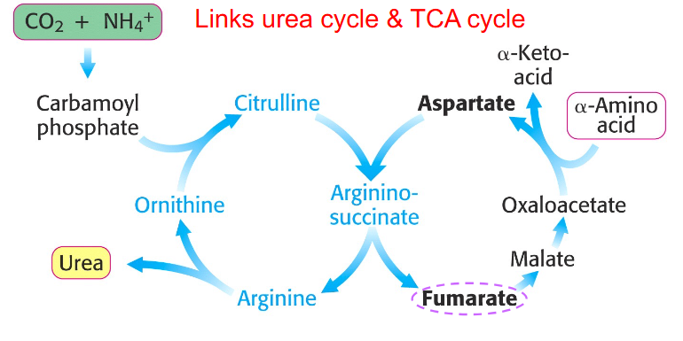 <p>aspartate-argininosuccinate shunt</p>