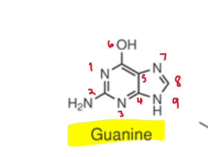 knowt flashcard image