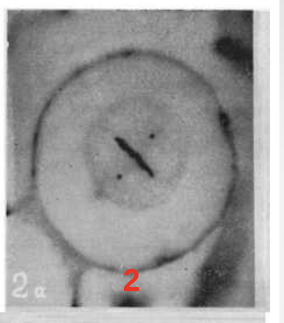 <p>Step 2.) Metaphase </p>