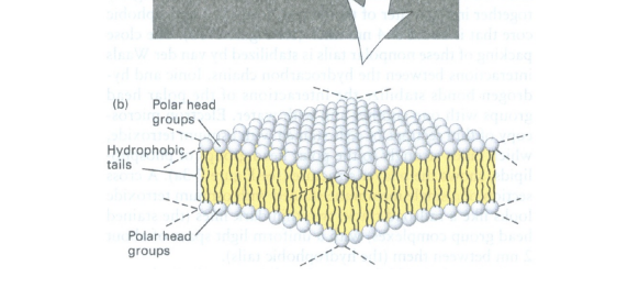 <p><span><span>bilayer of lipids with the polar heads on the outside and the inside has the lipid tails</span></span></p>