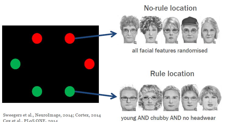 <p><strong>helft van de locaties golden regelmatigheden voor, waren complex konden niet bewust worden</strong></p><p></p><p><strong>Gedrag</strong></p><p>• hogere geheugenprestatie</p><p>• Generalisatie naar nieuwe items</p><p>• Generale kennis blijft langer behouden dan zonder regelmatigheden</p><p><strong>Neurale correlaten</strong></p><p>• Functionele connectiviteit tussen neocorticale gebieden stijgt</p><p>• Fronto-hippocampale dialoog is de basis voor het onderscheiden van regelmatigheden</p><p>> Gegeneraliseerd geheugenspoor wordt ge-extraheert en opgeslagen op</p><p><strong>neocorticaal niveau</strong></p><p>• ipv vele individuele representaties van gezicht-locatie paren</p><p></p><p>mediofrontal cortex » hippocampus</p>