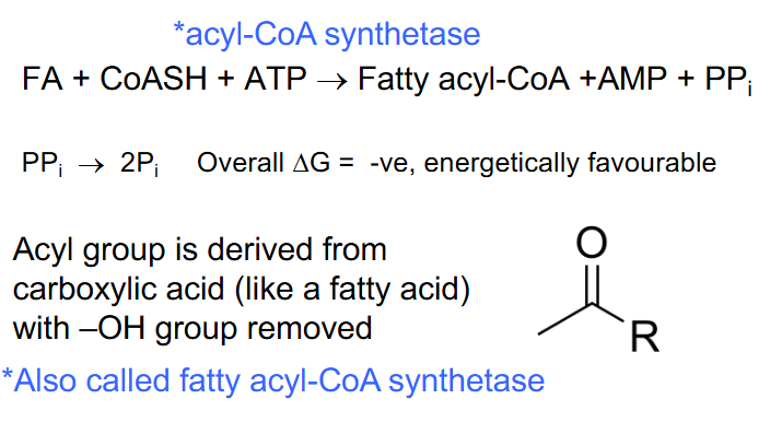 <p>FA Catabolism - Phase 1 (FA ACTIVATION)</p>