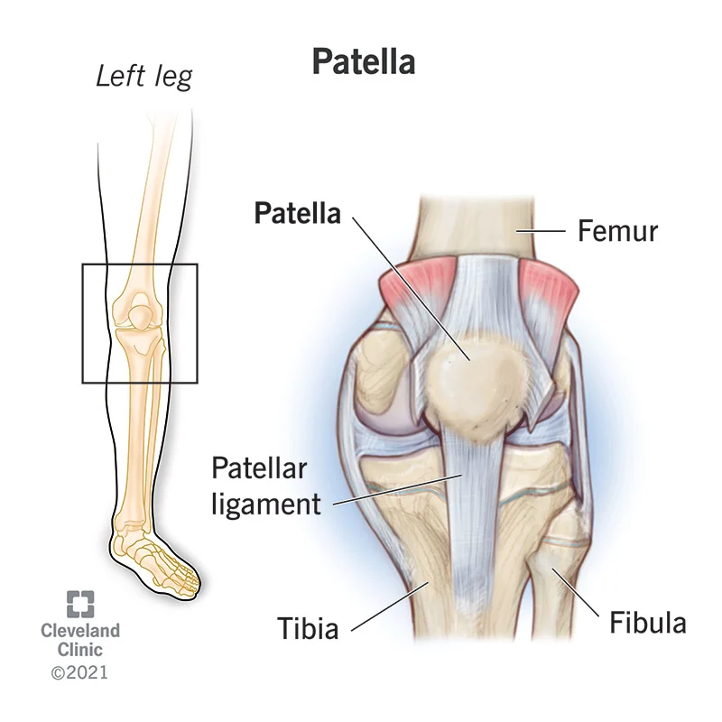 <p>the flat movable bone at the front of the knee (kneecap)</p>