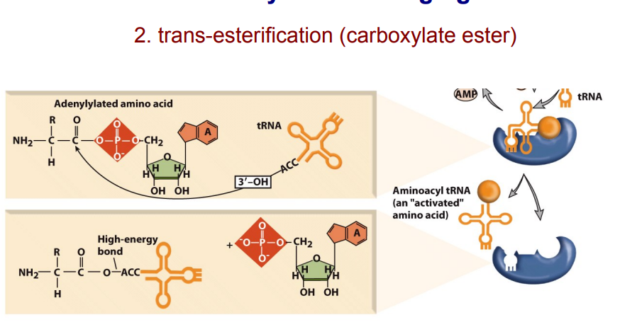 <p>tRNA is the translator</p>