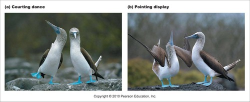 <p>courtship rituals that attract mates and other behaviors unique to a species are effective reproductive barriers, even between closely related species. Such behavioral rituals enable &quot;mate recognition&quot; - a way to identify potential mates of the same species</p>