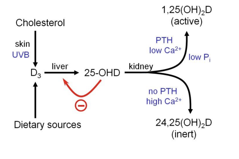 <ol><li><p>Stores in liver</p><ul><li><p>used to maintain a constant level of&nbsp;25-hydroxycholecalciferol (25-OHD) in plasma</p></li><li><p>after enzymatic conversion<strong> subject to feedback control</strong></p></li></ul></li><li><p>Proximal tubules of the kidney</p><ul><li><p>taken up under the influence of PTH</p></li><li><p>decreased clacium leveles/decreased pohsphate levels→ converted to biologically ACTIVE form<strong> calcitriol (1,25 dihydroxycholecalciferol; 1,25(OH)<sub>2</sub>D)</strong></p></li></ul></li><li><p>Otherwise→ converted into<strong> inert</strong>&nbsp;24,25(OH)<sub>2</sub>D</p></li></ol><p></p><p>25-OHD→ is the main form in plasma bound to proteins</p>