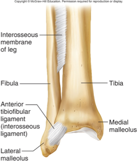 <ul><li><p>bones bound by a sheet of dense CT (interosseous membrane) or a bundle of dense (regular) connective tissue (interosseous ligament)</p></li><li><p>amphiarthrotic (flexible, may twist)</p></li><li><p>ex.: b/w tibia and fibula</p></li></ul><p></p>