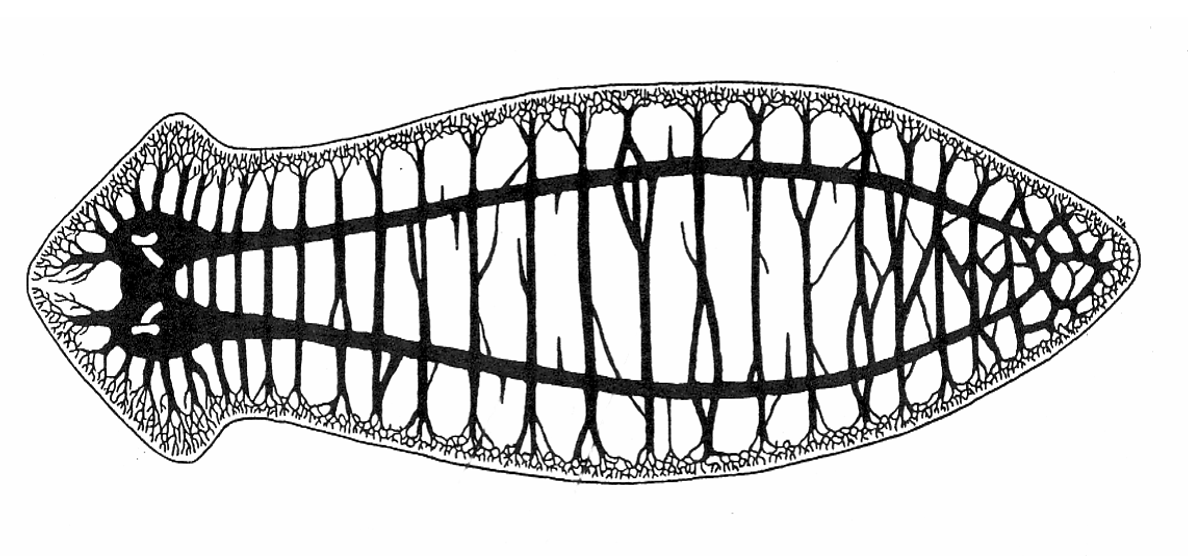 <p>1-3 pairs of nerve cords, with connecting nerves left &amp; right (ring commissures) forming a ladder pattern </p><ul><li><p>has an <u>auricle</u>: sensing environment</p></li></ul><p></p>