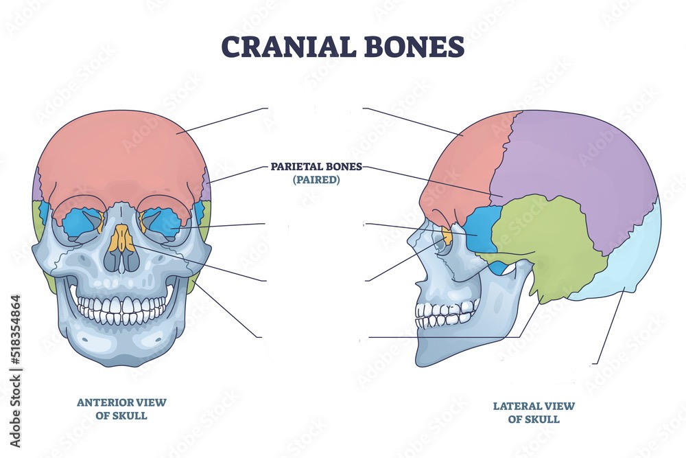 <p>Parietal bone </p>