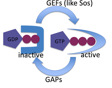 <p>they serve as molecular switches</p><ul><li><p>Ras family proteins</p></li><li><p>GDP bound form is inactive, GTP bound form is active</p></li><li><p>GEFs catalyze binding of GTP (ex: Sos)</p></li><li><p>GAPs accelerate GTP to GDP hydrolysis</p></li></ul><p></p>