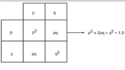 <p><span>allows the study of Mendelian inheritance in detail</span></p><ul><li><p><span>formula states if there are only alleles for a trait in a population, then <u>p + q = 1</u></span></p><ul><li><p><span>p = gene frequency of the dominant allele</span></p></li><li><p><span>q = frequency of the recessive allele</span></p></li><li><p><span>This can be stated as:</span></p><ul><li><p><span> p<sup>2</sup> + 2pq + q<sup>2</sup> = 1</span></p></li><li><p><span>(p + q)<sup>2</sup> = 1</span></p></li></ul></li></ul></li></ul><p></p>