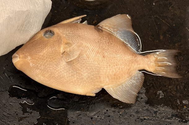 <p>Way to remember: The triggerfish has <strong>ballisti</strong>cs so good it’ll knock your <strong>cap </strong>off</p>