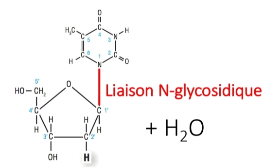 <p>Nucléoside vs Nucléotide</p>