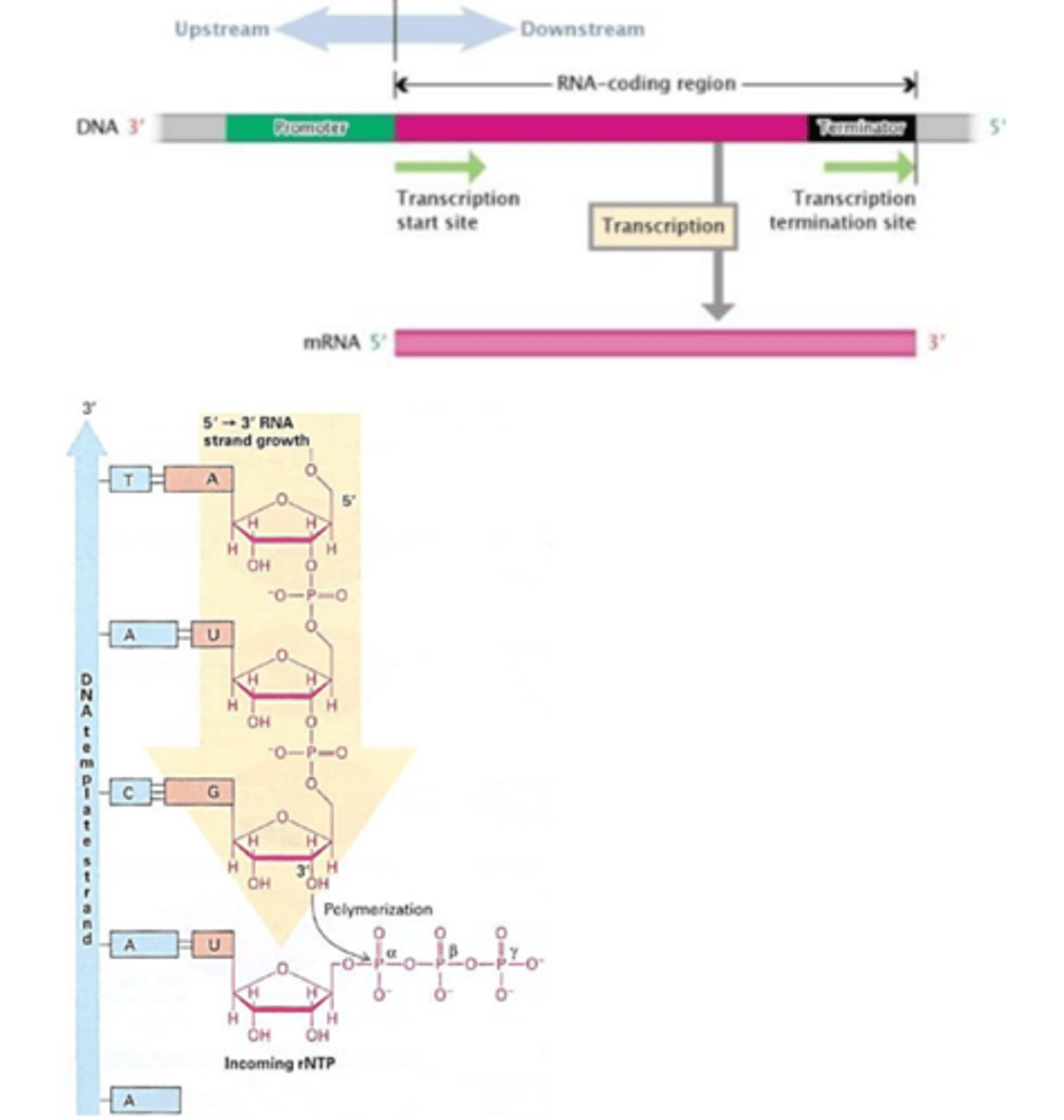 <p>DNA-polymeraser kan kun aflæse 3’ mod 5’, mens de syntetiserer den nye DNA-streng 5’ mod 3’ ("DNA polymerase moves along the old strand in the 3'–5' direction, creating a new strand having a 5'–3' direction")</p><p>Replikation af skabelonstrengen, der forløber 3’ mod 5’ væk fra replikationsstartstedet er derfor ikke noget problem. Efter anlæggelse af en initial primer kan DNA-polymerasen syntetisere en ny streng ud fra primeren, i takt med at replikationsgaflen åbner sig. Syntese af denne streng kaldes leading-strand-syntese</p>