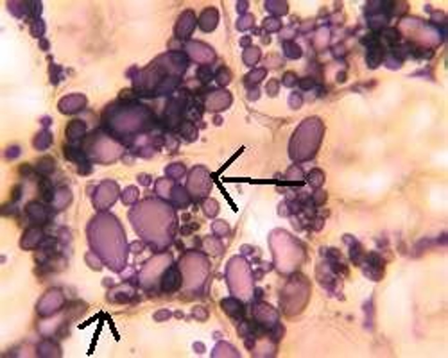 <p>Colorless, may synthesize starches (amyloplasts) or oils (elaioplasts)</p>