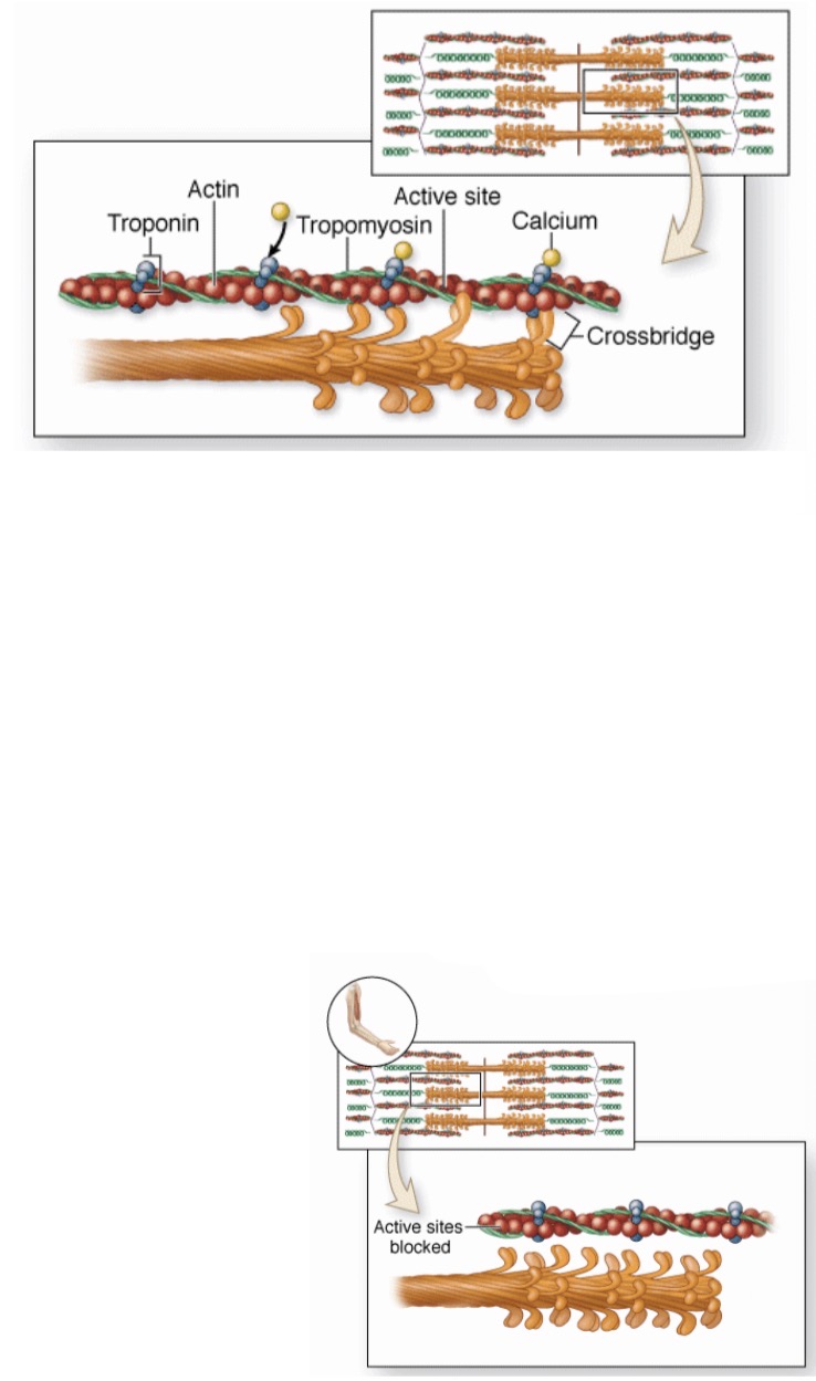 <p><span>Nervine - raumenine galūnėle atėjęs nervinis impulsas sukelia acetilcholino išsiskyrimą į sinapsinį plyšį → Acetilcholinas sukelia miocito membranos depoliarizaciją. → T vamzdeliais depoliarizacijos banga pereina į negrūdėtąjį endoplazminį tinklą ir padidina jo membranos pralaidumą – atsidaro kalcio kanalai. → Iš endoplazminio tinklo į citoplazmą išeina Ca2+ → Ca2+ jungiasi su troponino TnC subvienetu → Tropomiozinas pasislenka gilyn į aktino grandinėlę ir atidengia G aktiną → Miozino galvutė jungiasi su G aktinu. ATF skyla į ADF– išsiskiria energija, reikalinga susitraukimui → Susidarant vis naujoms aktino-miozino jungtims, plonieji miofilamentai slysta gilyn tarp storųjų – miomeras sutrumpėja – miofibrilės ir miocitas traukias → Nutrūkus nerviniam impulsui, Ca2+ atsiskiria nuo troponino ir sugrįžta į nET cisternas. → Tropomiozinas pakyla virš aktino grandinėlės ir nustumia miozino galvutę nuo G aktino. → Miocitas atsipalaiduoja. </span></p>