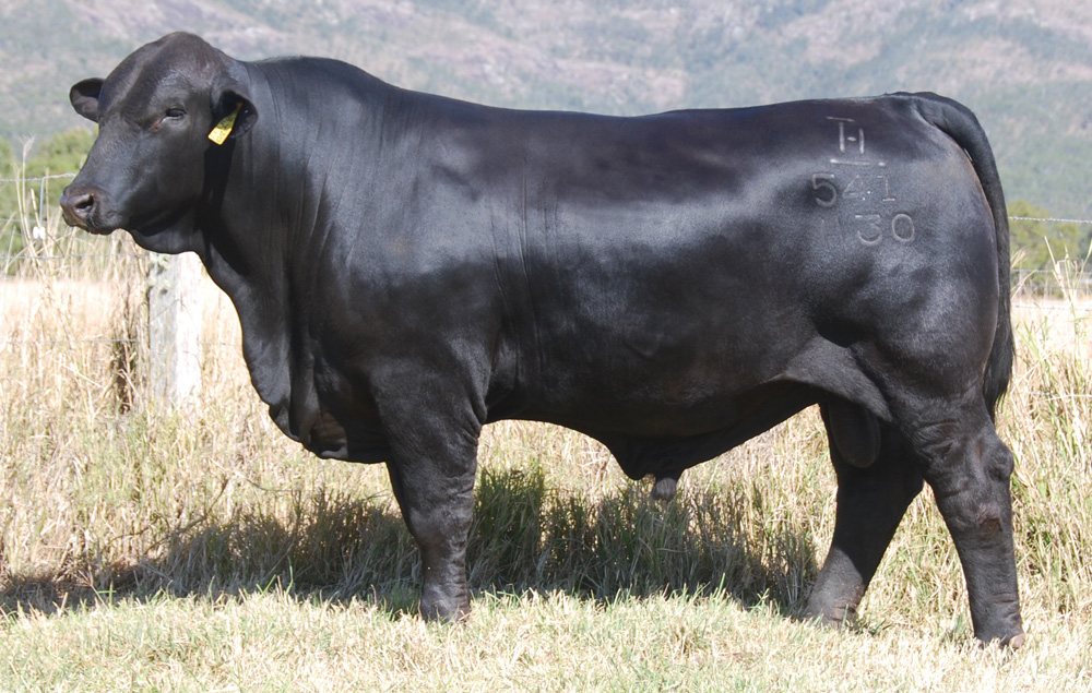 <p>brahman x Angus, good mothering ability &amp; feed efficiency</p>