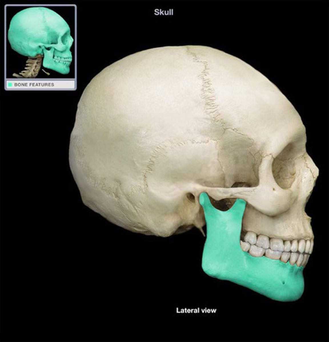 <p>the horseshoe-shaped bone forming the inferior jaw</p>