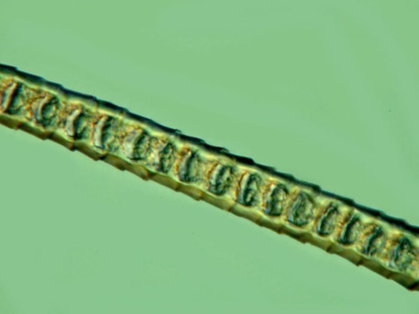 <p>What type of hair is this?</p>