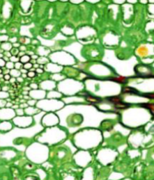 <p>Specialized Parenchyma</p><ul><li><p>Contain chloroplasts</p></li></ul><p></p>