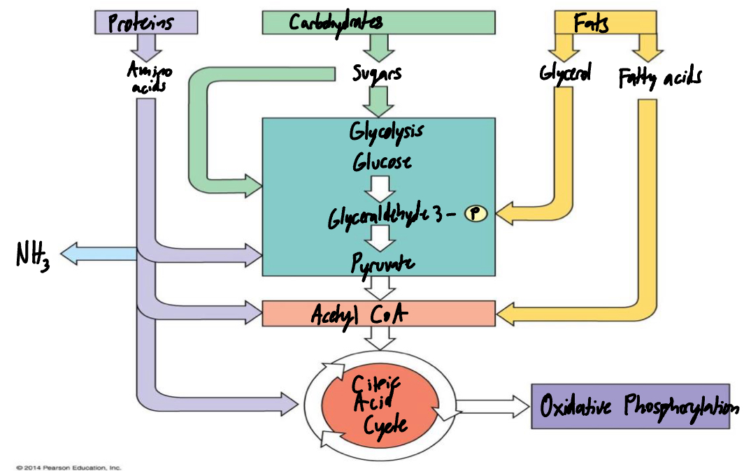 knowt flashcard image