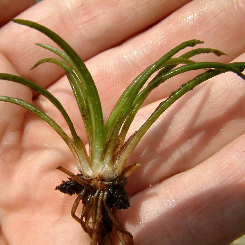<p>Isoetaceae, they are either aquatic or grow in pools that become dry at certain seasons.</p><p>Underground stem that bears quill-like microphylls on the upper surface and roots on the lower surface</p><p>Heterosporous- which are the microsphorophylls and the megasporophylls</p>