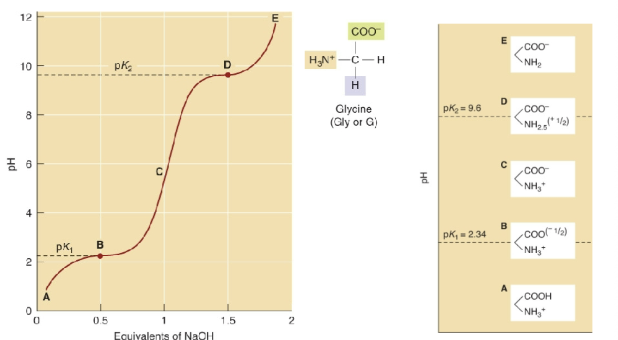 <p>pK2 of 9.6 is where fully deprotonated. </p><p>pK1 of 2.34 is where still completely protonated. </p>