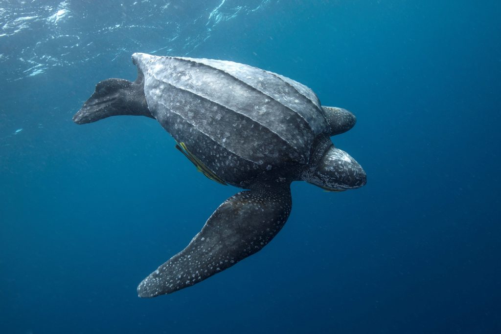 <p>Leatherback Sea Turtle</p>