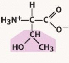 Polar uncharged
pKa 13.6
-OH no