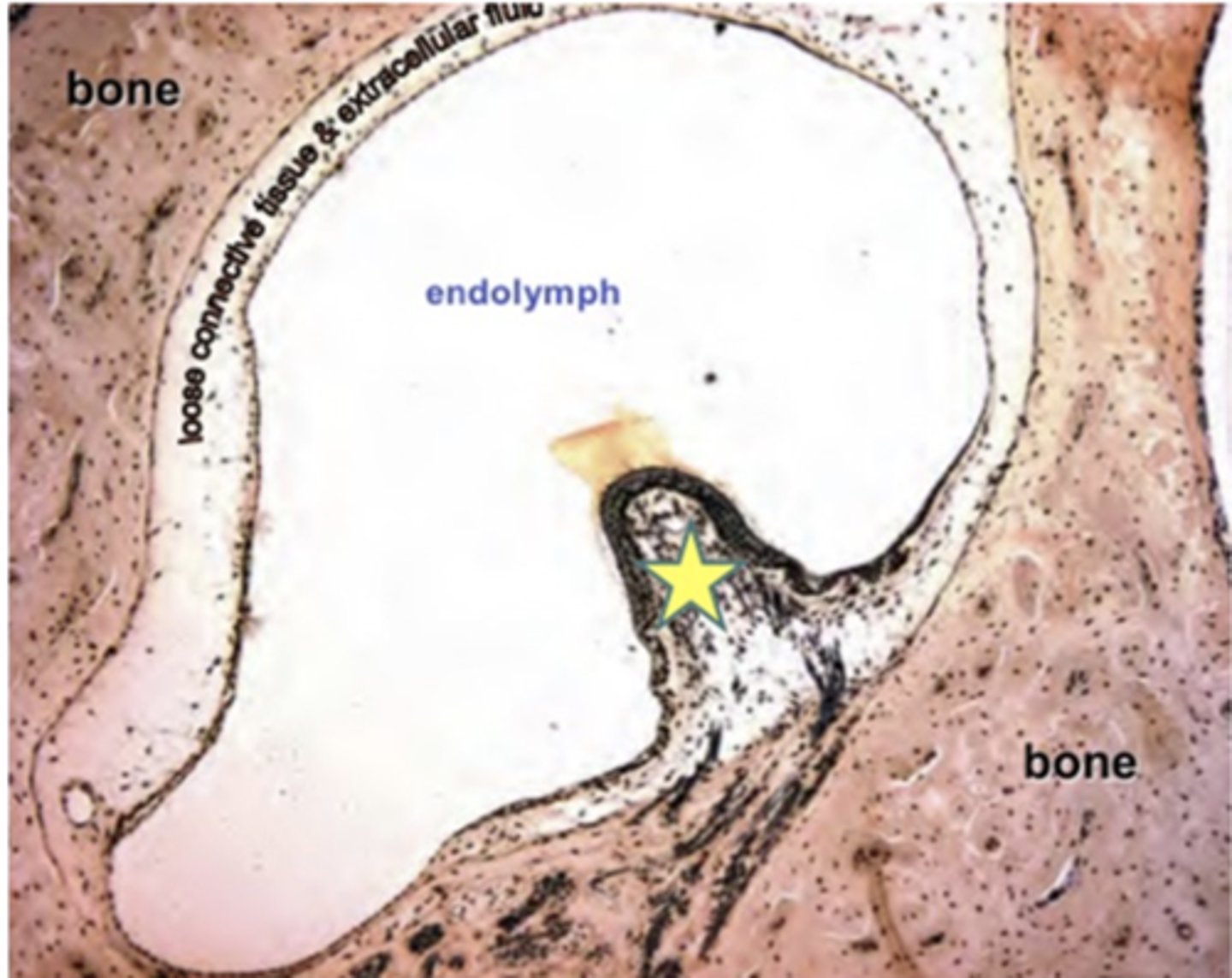 <p>Identify the following structure (YELLOW STAR)</p>