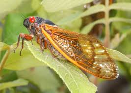 <p>Usually a very definable shape (probably need to memorize shape), but easy to tell by wings with transparent parts. Class Insecta, Order Hemiptera, called cicadas</p>