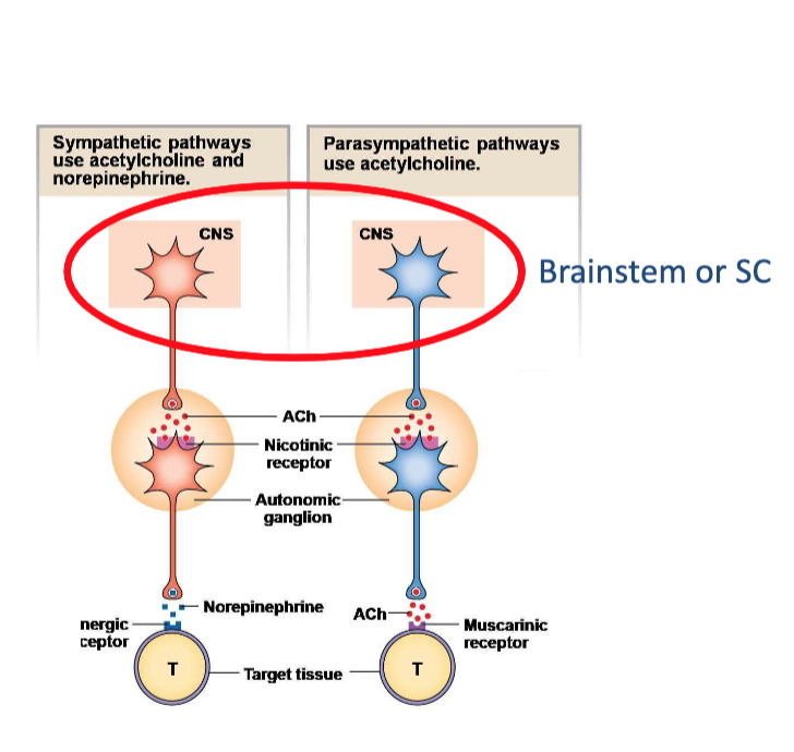 <p>What are the types of cells circled on top in the image? Where are they located?</p>