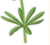 <p>what is this leaf arrangement</p>