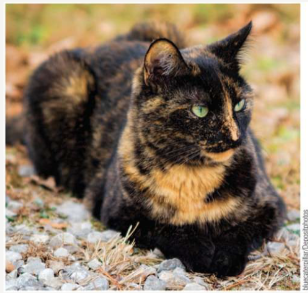 <p>a process in female mammals where one X chromosome is highly condensed into heterochromatin to balance gene dosage; is inactive and random</p>