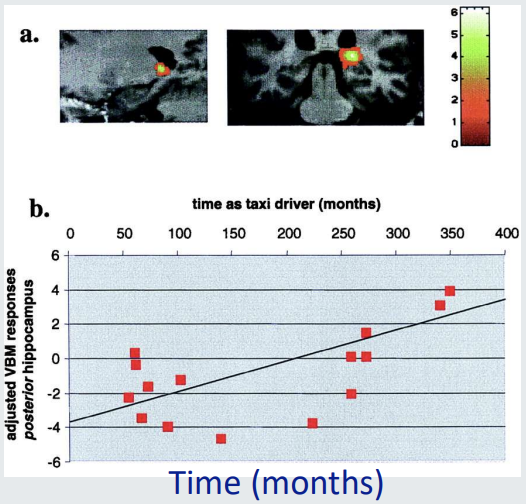 <ul><li><p><strong>Example: </strong>The spatial navigation of London Taxi drivers</p><ul><li><p>Know all the roads in London (the Knowledge test) </p></li></ul></li><li><p><strong>Brain Changes:</strong></p><ul><li><p>Structural MRI showed increased grey matter in the anterior hippocampus (before taking the Knowledge test) </p></li></ul></li></ul><p></p>