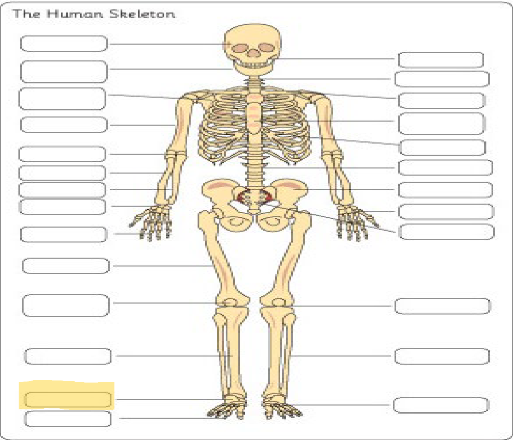 <p>What is this Bone?</p>