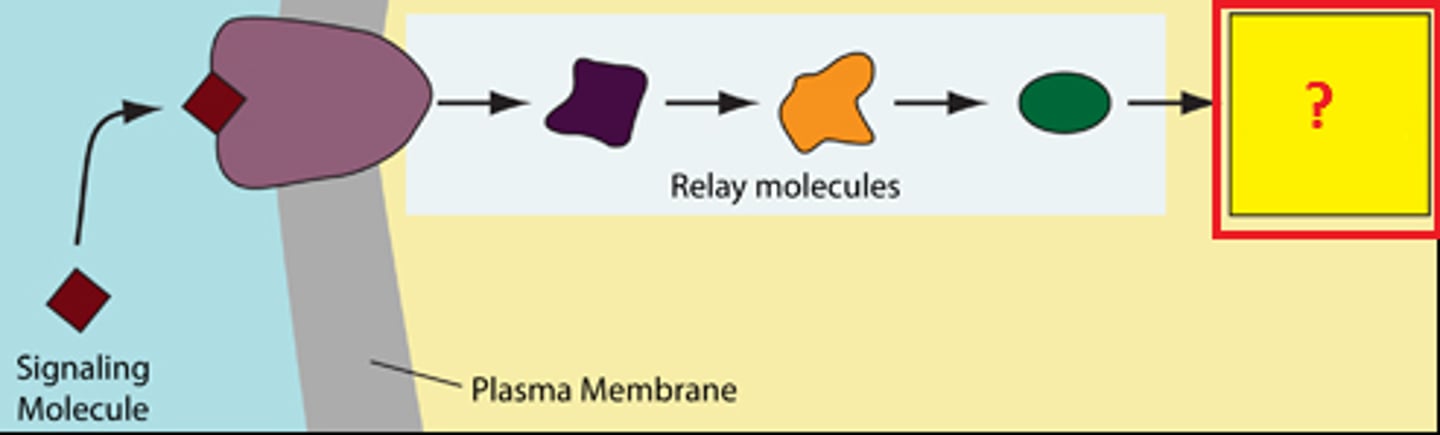 <p>The transduced signal finally triggers a specific cellular response.</p>