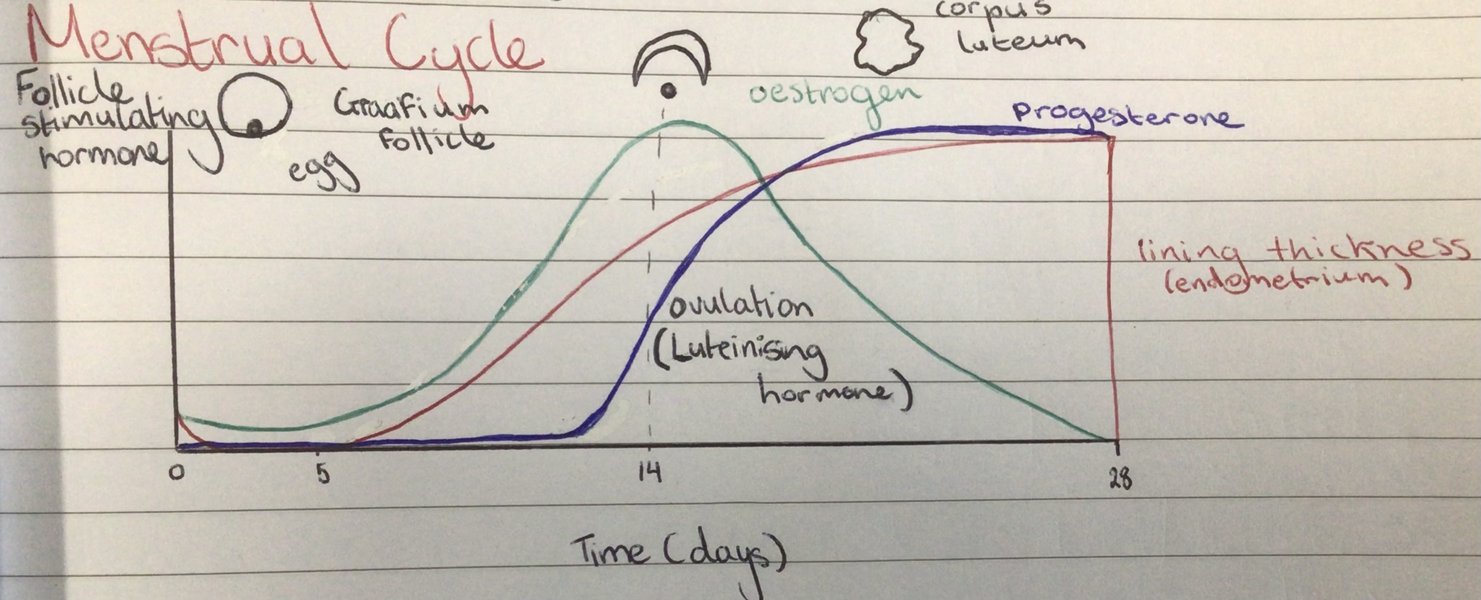 <p>Diagram</p>