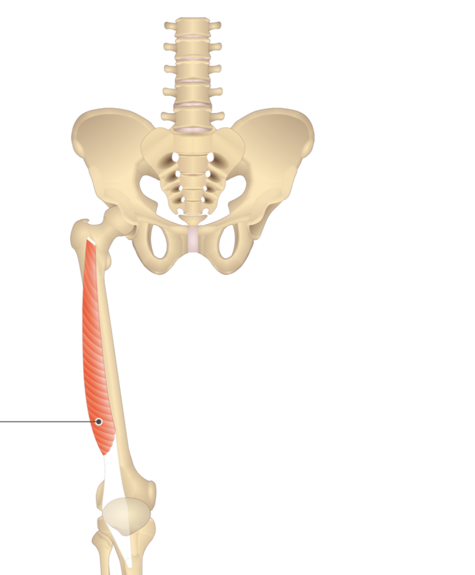 <p></p><p>origin: linea aspera</p><p>insertion: tibial tuberosity</p>