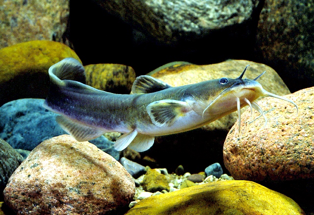 <p>Stonecat Madtom; elongated body, subterminal mouth, pale barbels, weakly serrated pectoral spines.</p>